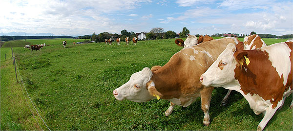 frische Milch